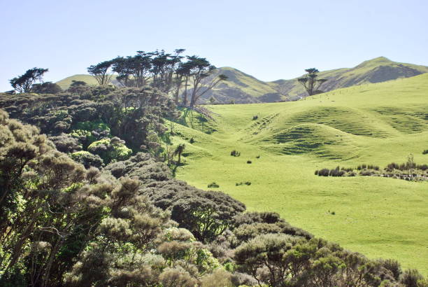 istock Rural Landscape, New Zealand 875463754