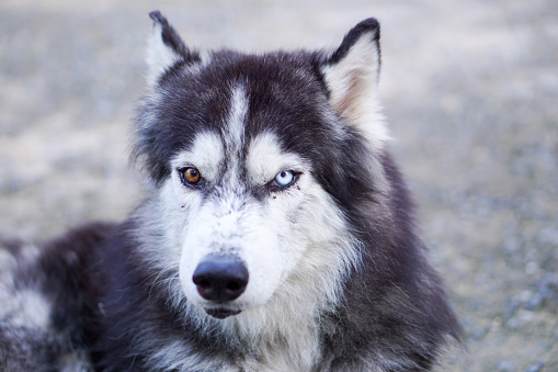 Head Shot of Siberian Husky with Two Different Colored Eyes on Blurred Background