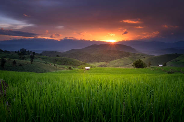 istock Terraced Rice Field in Chiang Mai 875471104