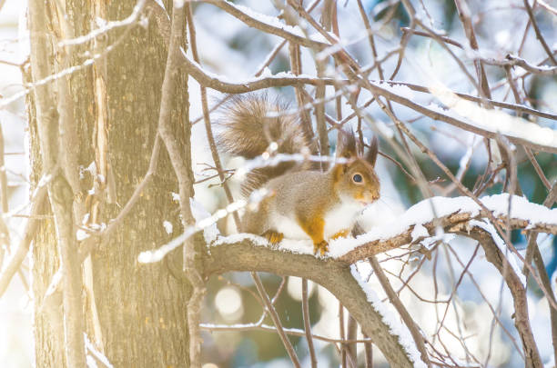 istock Squirrel in the winter on the branches in the forest. 875471304