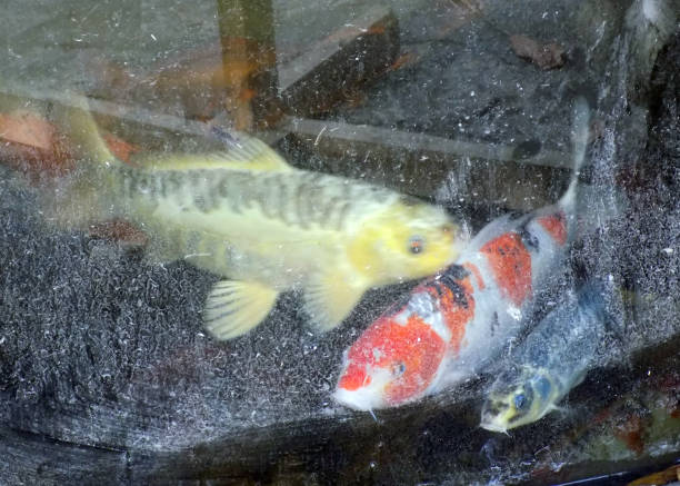 Multicolored Koi carps in the very dirty aquarium Multicolored Koi carps in the very dirty aquarium golden tench stock pictures, royalty-free photos & images