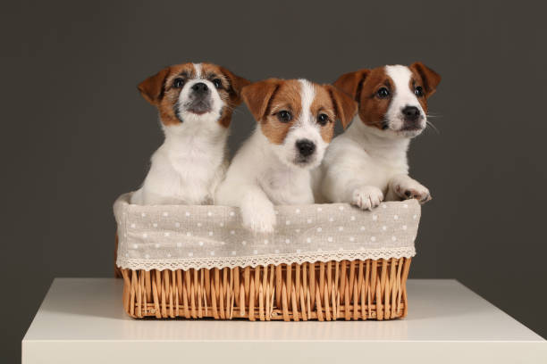 istock Small jack russell terriers in the bed. Close up. Gray background 875474488