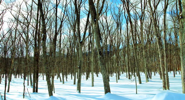 istock Landscape in Hokkaido in winter 875477122
