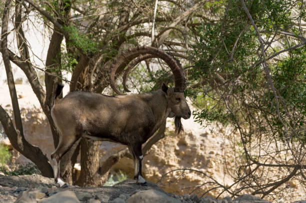 istock Capra nubiana Mountain goat. 875478316