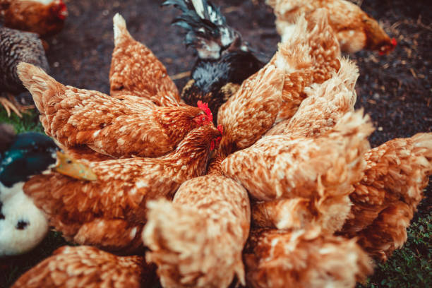 istock Free range living chickens and ducks 875489286