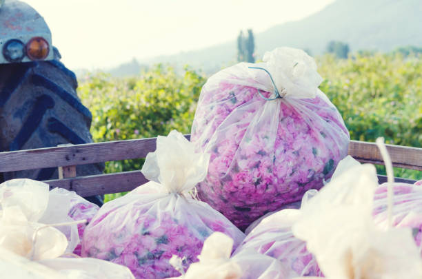 Rose Picking Truck Plastic Bag