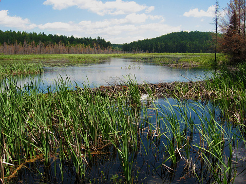 Marsh, wetlands on a sunny day