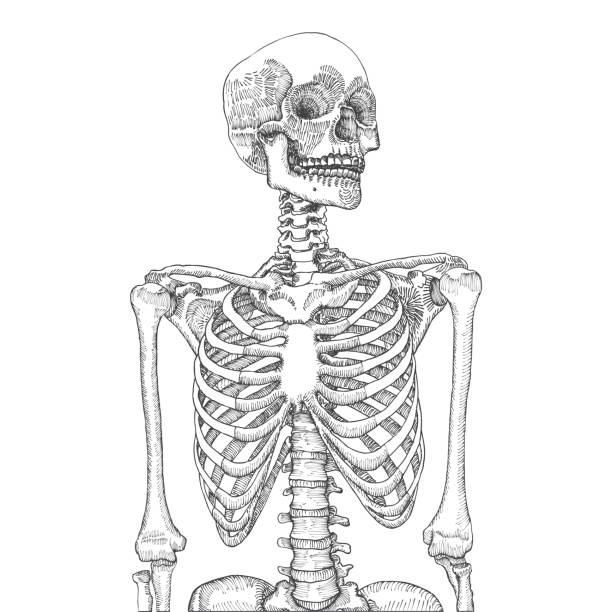 손으로 그려 두개골 해 부 의료 인간의 흉 곽. 에 흰색 배경. t-셔츠 인쇄에 대 한 설계 되었습니다. 벡터 일러스트입니다. - anatomy the human body human bone white background stock illustrations