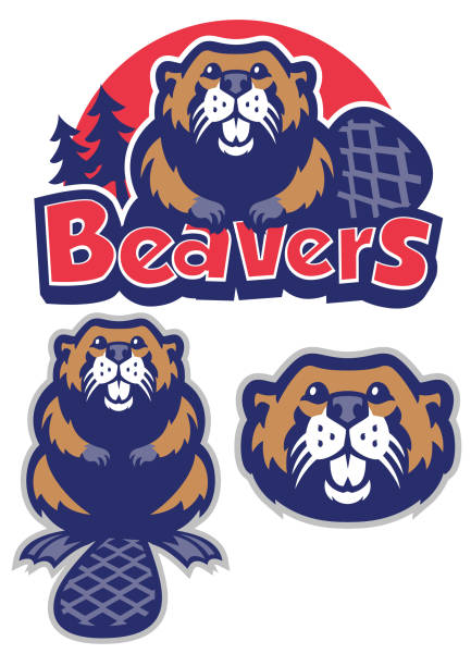 Beaver mascot vector set of Beaver mascot beaver stock illustrations