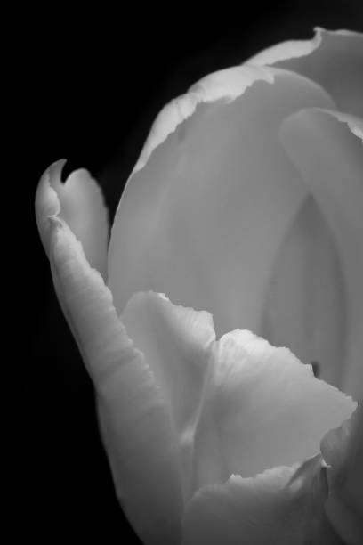 istock Macro of a Tulip 875493364