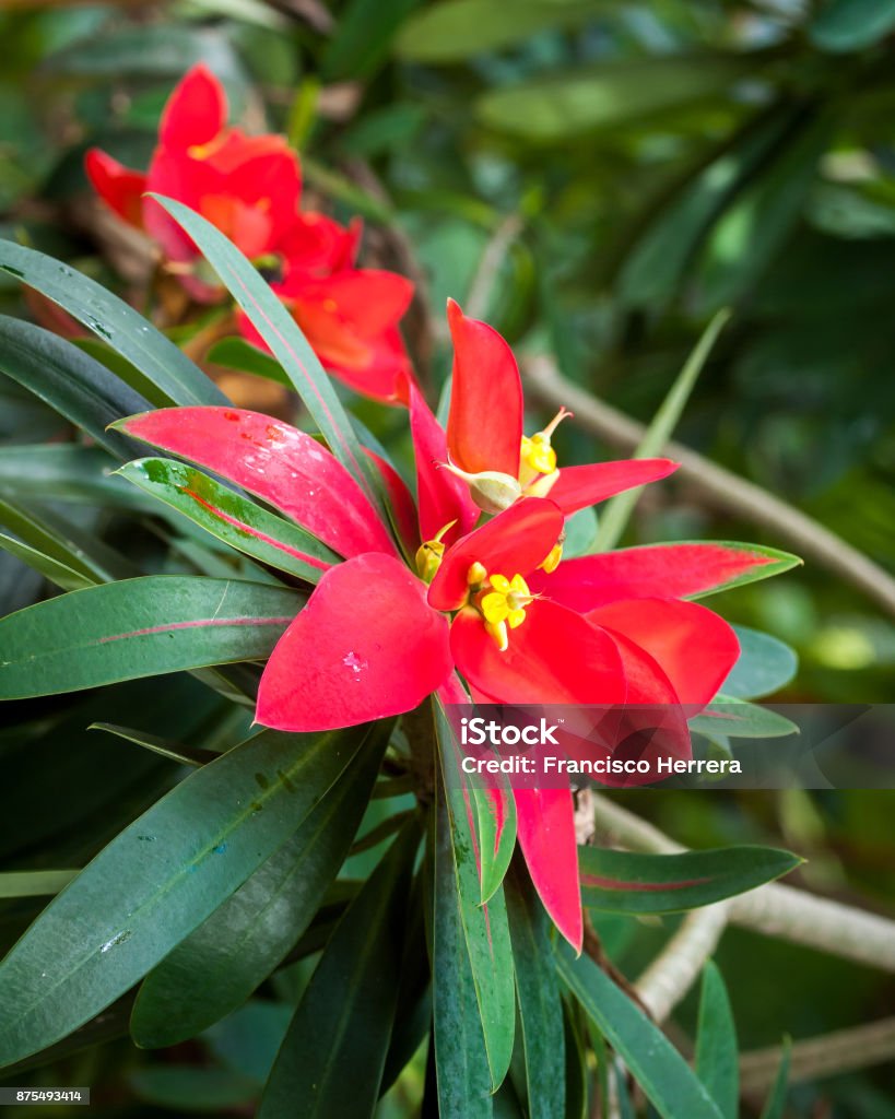 Flame of Jamaica (Euphorbia punicea) Botanical Garden Stock Photo