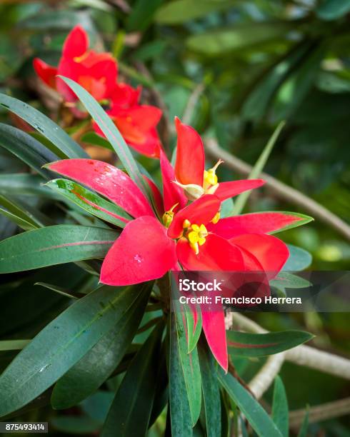 Flame Of Jamaica Stock Photo - Download Image Now - Botanical Garden, Euphorbiaceae, Flower