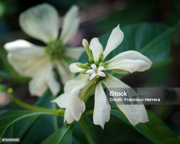 Morinda Latibractea Stock Photo - Download Image Now - Botanical Garden, Flower, Flower Head