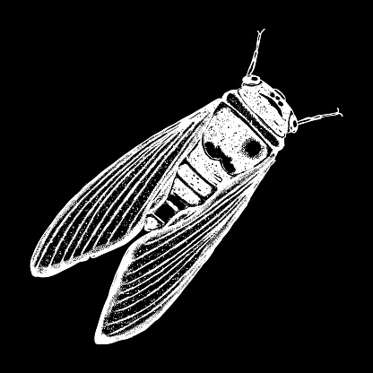Shading Insect Insect Or Bug Vintage Old Hand Drawn Stippling And Hatching Shading ...