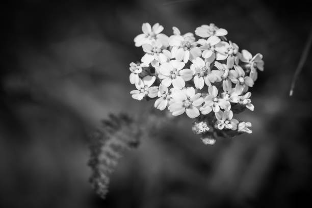 istock White flowers in a garden 875493986