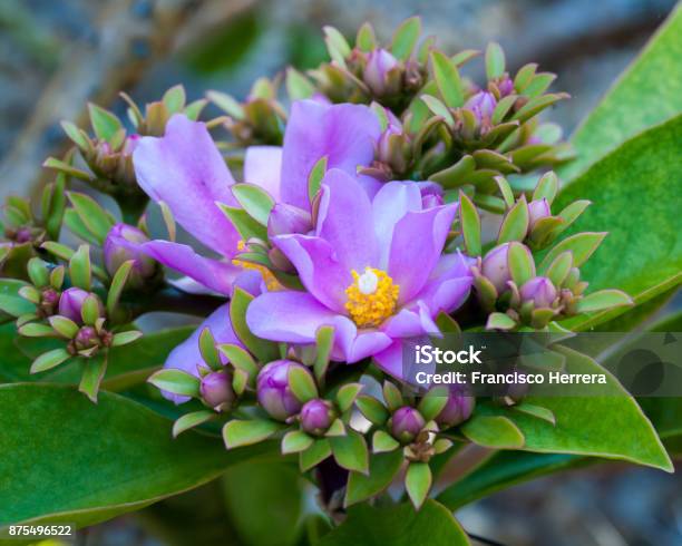 Pereskia Grandifolia Rose Cactus Stock Photo - Download Image Now - Botanical Garden, Cactus, Caryophyllales