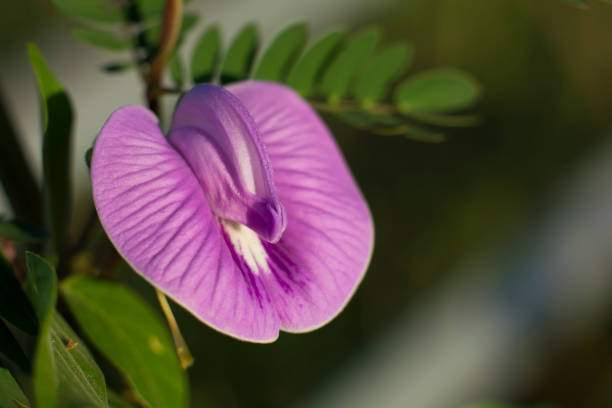 Purple flowers are blossoming into insect pests to pollinate.