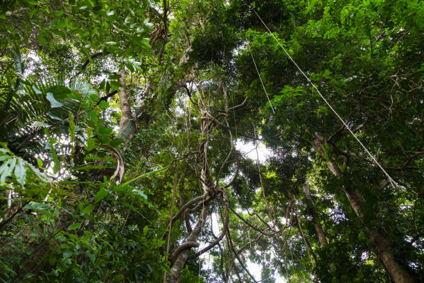 istock Lianas dangling and sunlight from the rainforest canopy in phuket thailand. 875499672