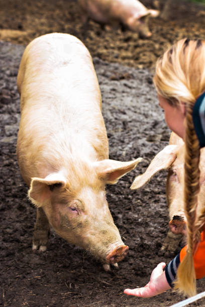 istock Herd of pigs at pig breeding farm 875500096
