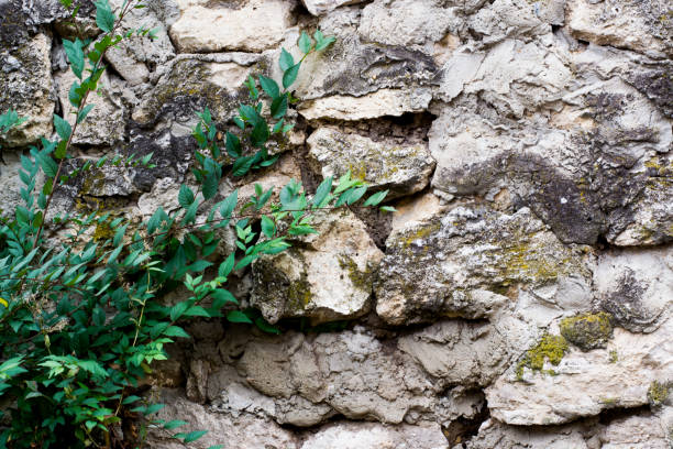 istock texture of a stone wall with grass 875503138