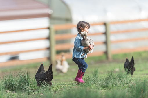 Cute young ethnic girl walks around family farm carrying a live chicken. Other chickens are walking around behind her.