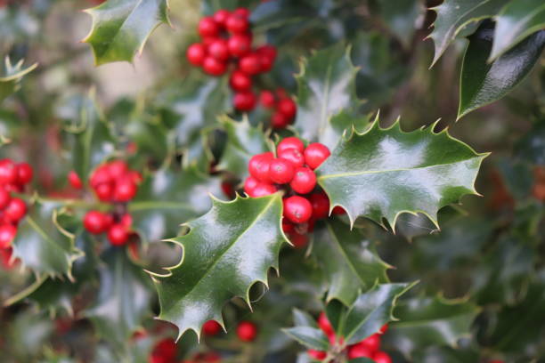 istock Ilex, or holly, It is a genus of small, evergreen trees with smooth, glabrous, or pubescent branchlets. The plants are generally slow-growing 875505940