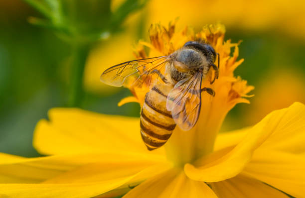istock Macro Bee on yellow wild flower. 875512360