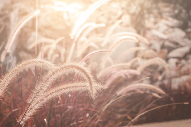 istock Fountain or Feather grass close up, soft vintage tone 875515304