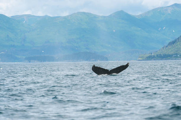 istock Whales in the Wild 875518010