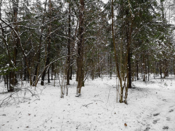istock Forest in Winter. Snow and trees 875521828