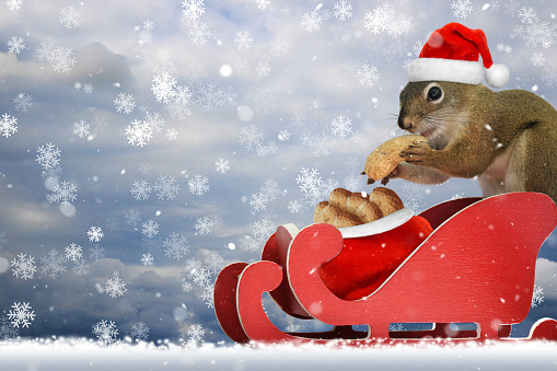 Red squirrel wearing a santa hat eating a peanut in a red sleigh in the snow