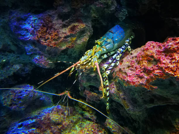 istock head of lobster, in low contrast- flu 875528010
