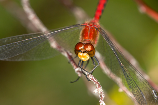 Bright red, white-faced meadowhawk dragonfly, Sympetrum sp., perched on a branch at Lake Solitude on Mt. Sunapee in Newbury, New Hampshire.