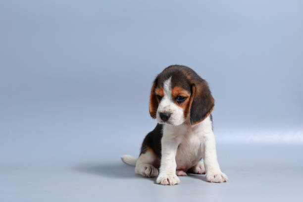 istock 1 month pure breed beagle Puppy on gray screen 875540038