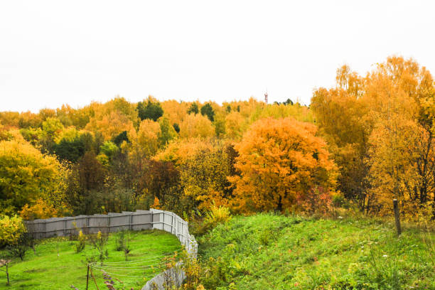 Autumn forest and green grass. Gorokhovets, Vladimir oblast, Russia
