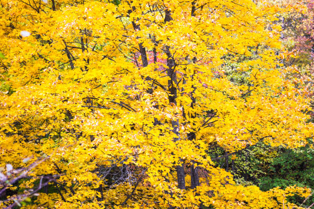 istock Bright yellow foliage and dark branches of a maple tree 875540662