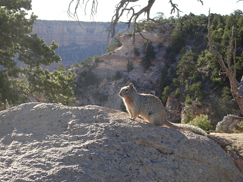 Cute Squirrel sitting on stone at the Grand Canyon, Arizona, USA