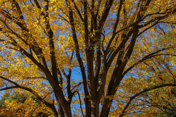 istock Zelkova leaves and blue sky colored yellow 875542066