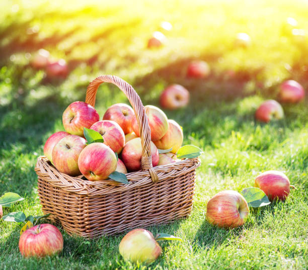 istock Ripe red apples in the basket on the green grass. 875544416