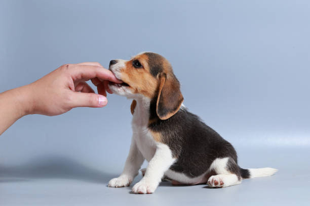 istock 1 month pure breed beagle Puppy on gray screen 875547664