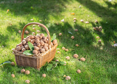 Close up of chestnuts (german: Maroni)