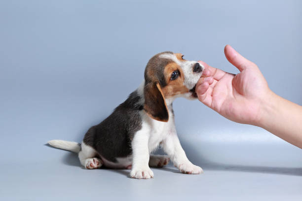 istock 1 month pure breed beagle Puppy on gray screen 875547930