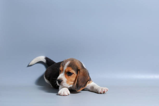 istock 1 month pure breed beagle Puppy on gray screen 875548162