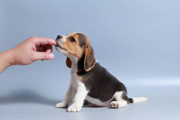 istock 1 month pure breed beagle Puppy on gray screen 875550442