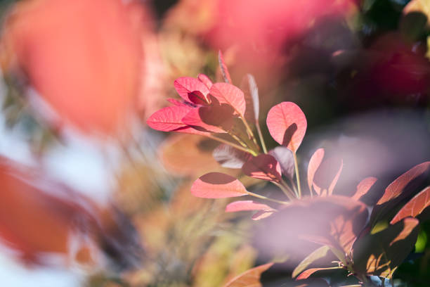 hojas rojas en un día soleado - 12018 fotografías e imágenes de stock