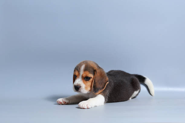istock 1 month pure breed beagle Puppy on gray screen 875550696