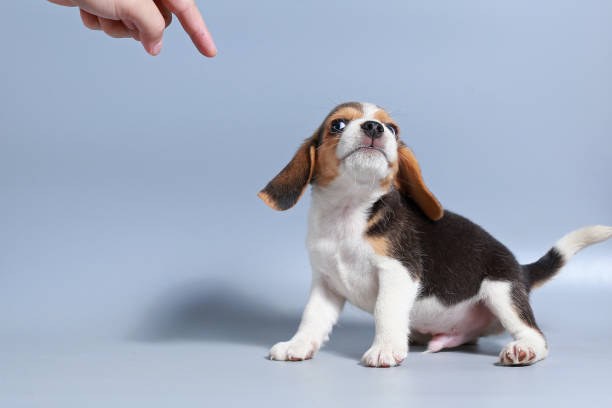 istock 1 month pure breed beagle Puppy on gray screen 875551000