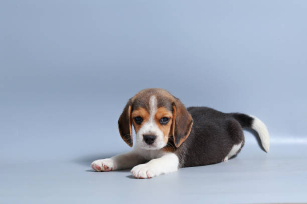 istock 1 month pure breed beagle Puppy on gray screen 875551074