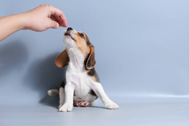 istock 1 month pure breed beagle Puppy on gray screen 875552112