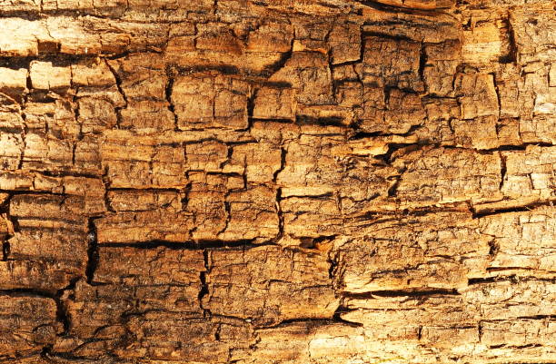 istock old wooden brown background 875554286